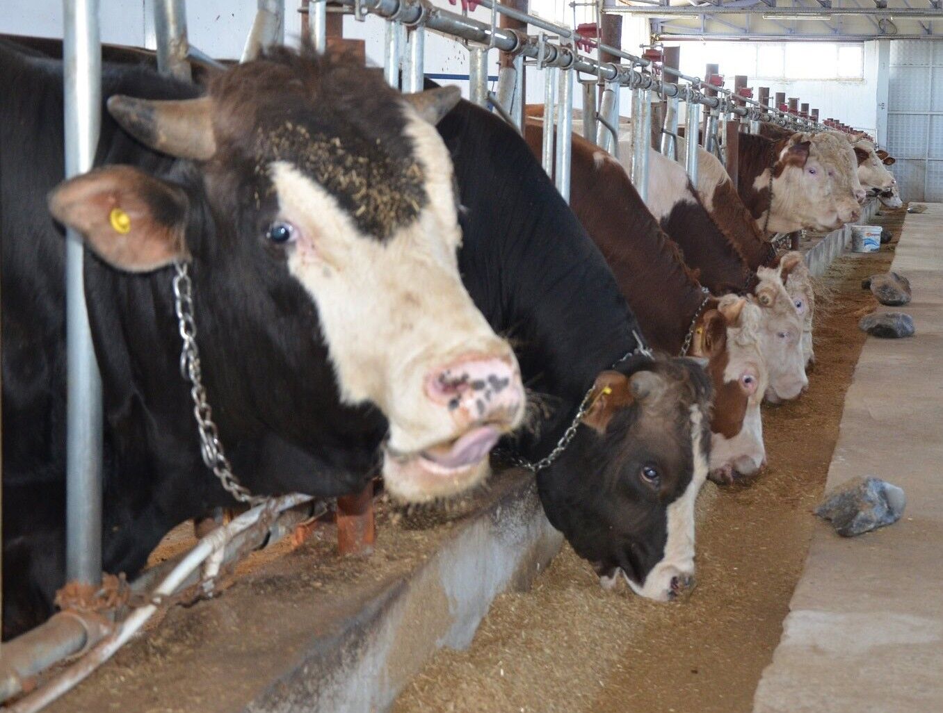 İşte Üreticilerin Çekindiği Suni Tohumlamanın Bilinmeyen Faydaları (3)