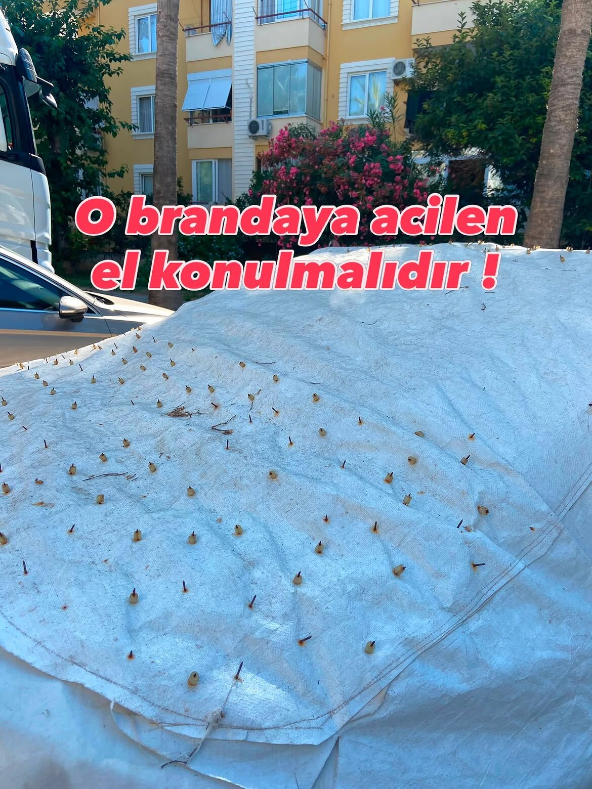 Kediler Icin Brandaya Pasli Civi Yerlestirildi (1)