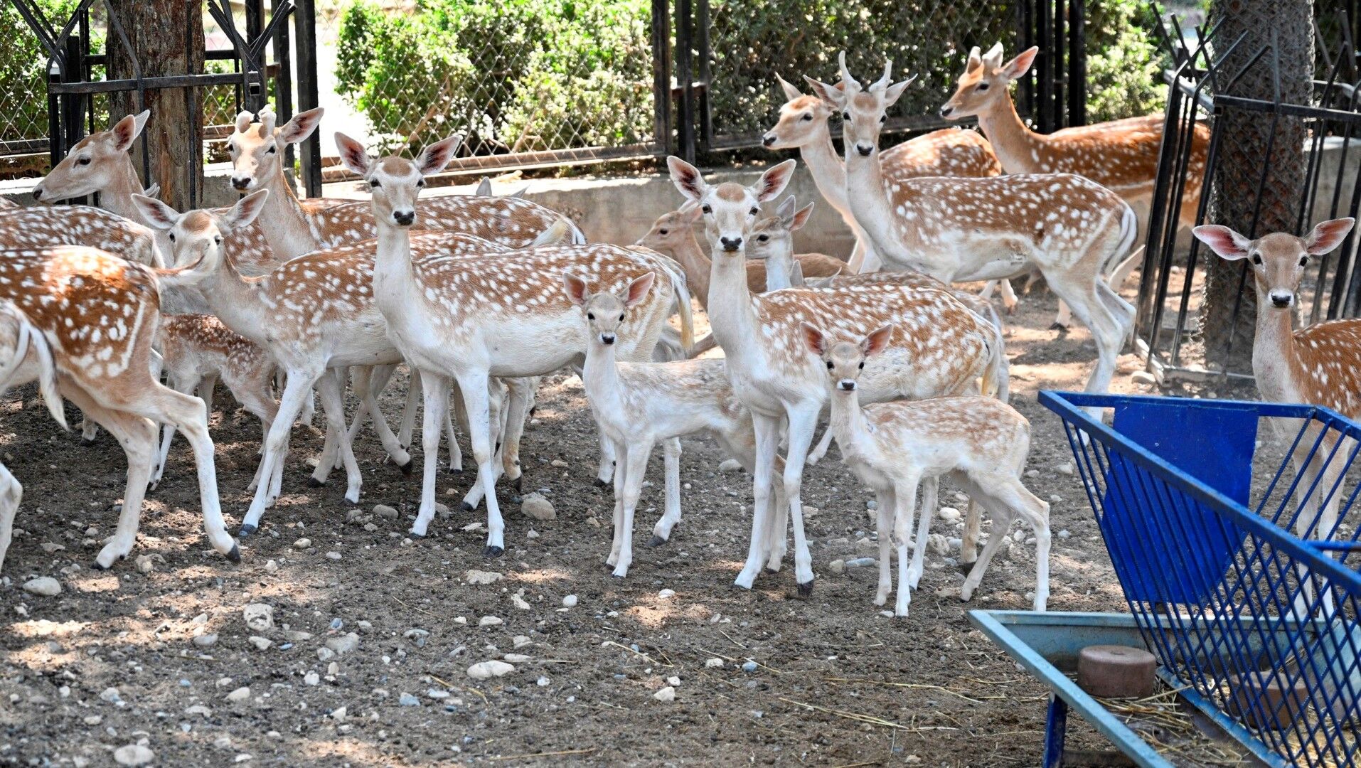 Mersin’in Tarsus Doğa Parkında Yavru Sevinci (1)