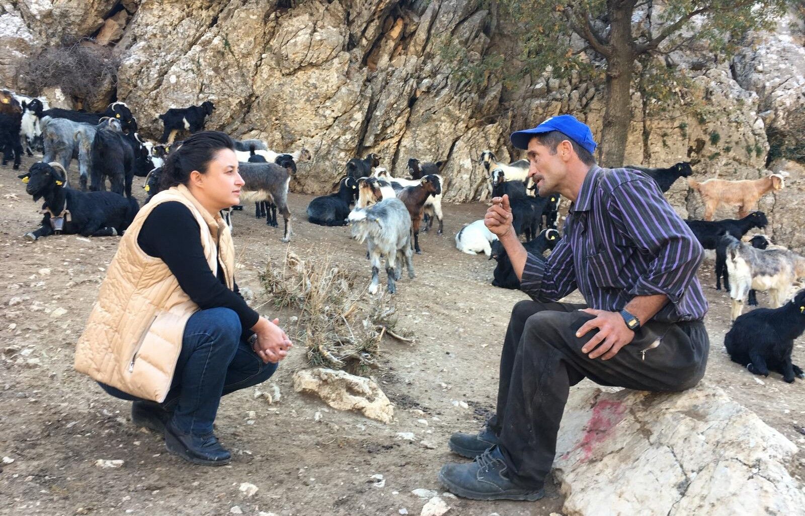 Uzmanından Dikkat Çeken Tespit! Keçi Sayısı Azaldı, Yangınlar Patladı (1)