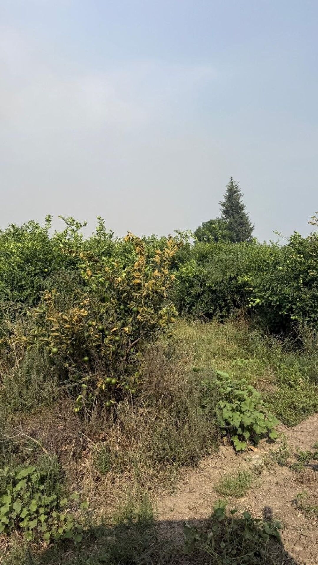 Adana’da Mahalleyi Dumana Boğan Alevlerin Sebebi Belli Oldu (3)