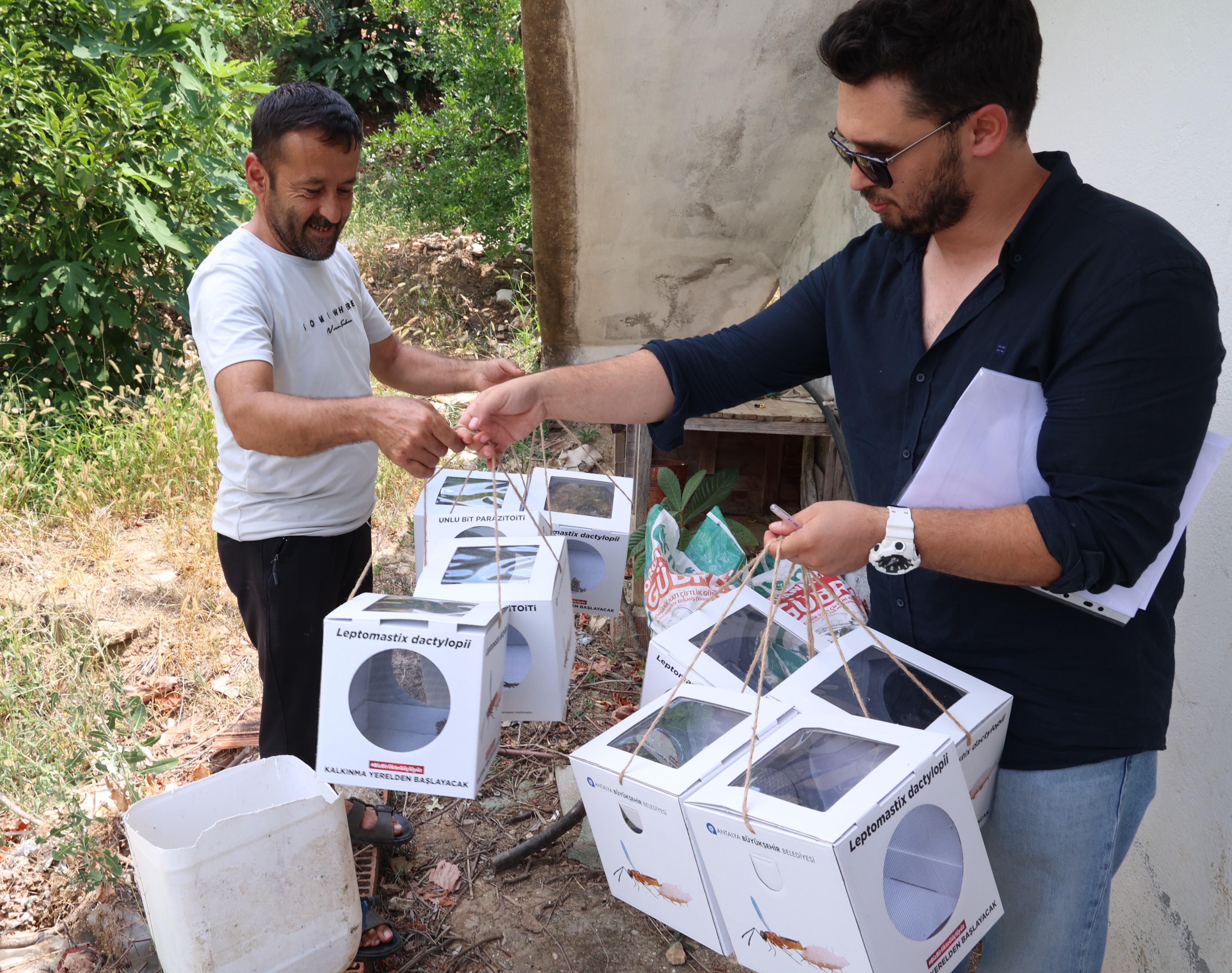 Antalya Büyükşehir Belediyesi Böcek Desteği (2)