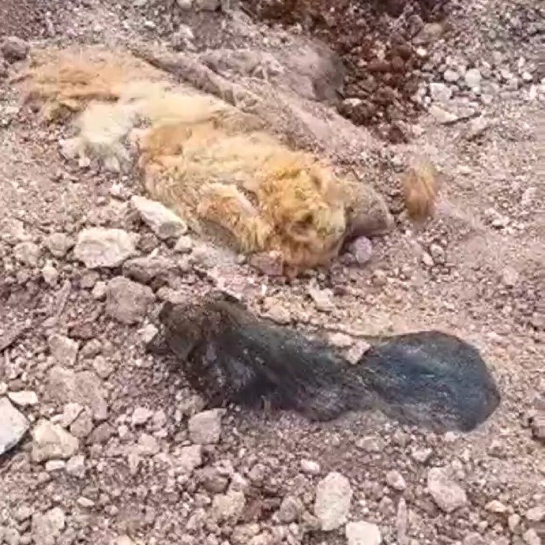 Antalya Büyükşehir Belediyesi Hakkında Korkunç Iddia! Yüzlerce Köpek Gömülü Halde Bulundu (2)