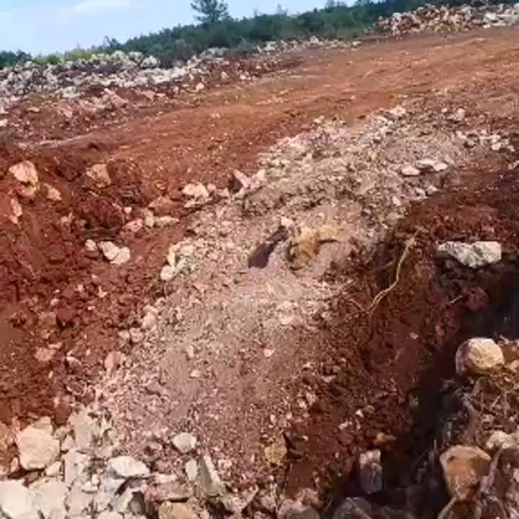 Antalya Büyükşehir Belediyesi Hakkında Korkunç Iddia! Yüzlerce Köpek Gömülü Halde Bulundu (3)