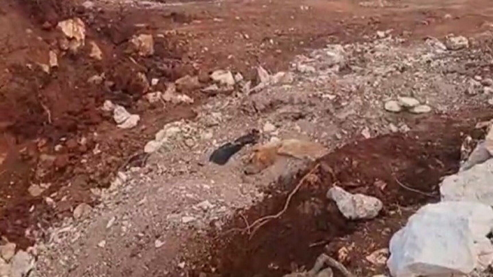 Antalya Büyükşehir Belediyesi Hakkında Korkunç Iddia! Yüzlerce Köpek Gömülü Halde Bulundu (4)