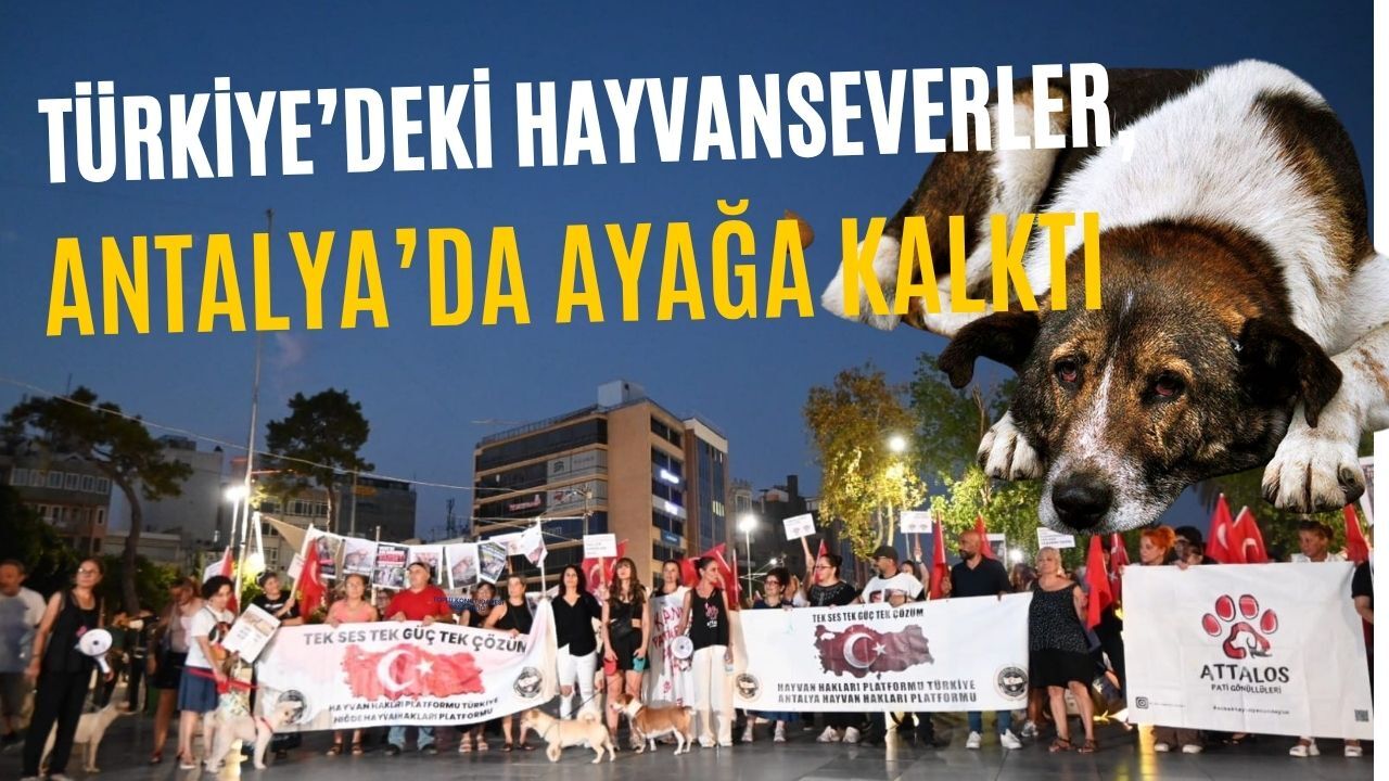 Hayvanseverler Antalya'da ayağa kalktı