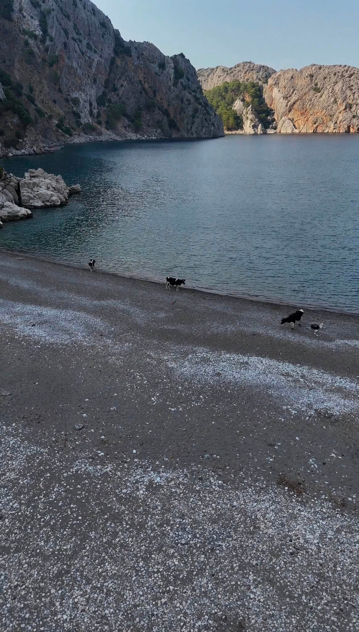 Antalyada Inekli Koy Saskinligi (1)