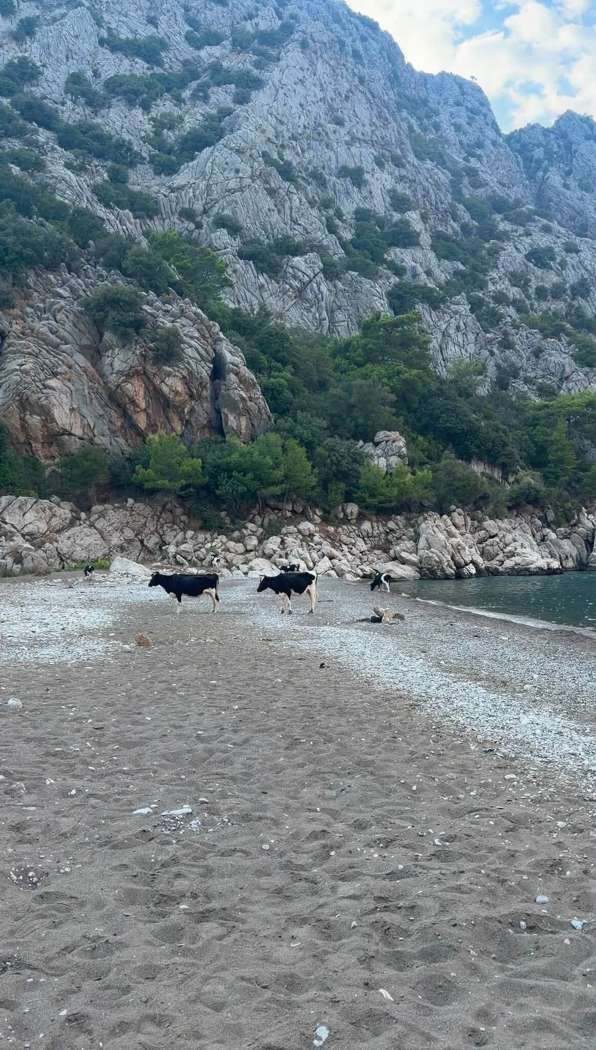 Antalyada Inekli Koy Saskinligi (2)