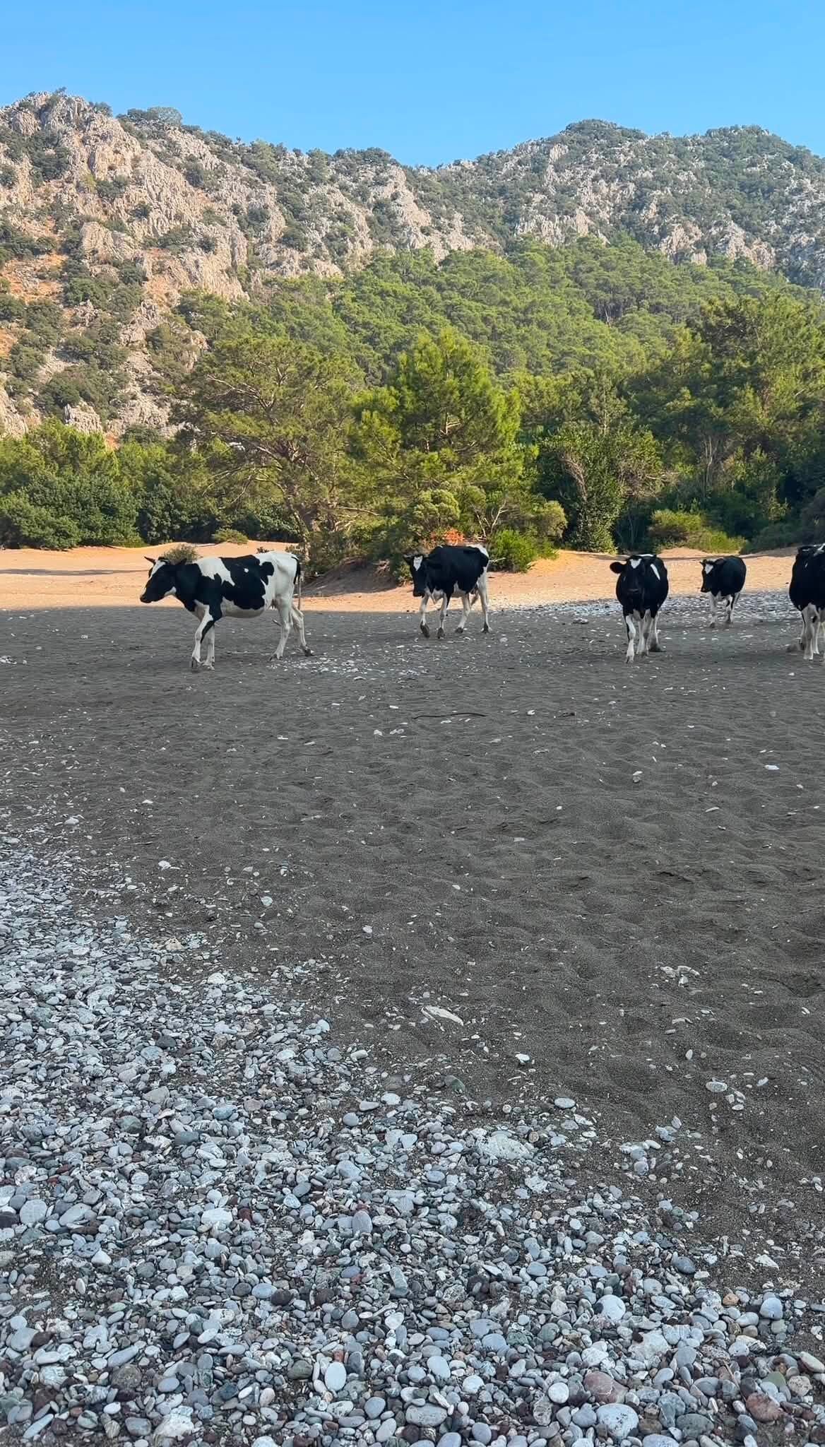 Antalyada Inekli Koy Saskinligi (3)