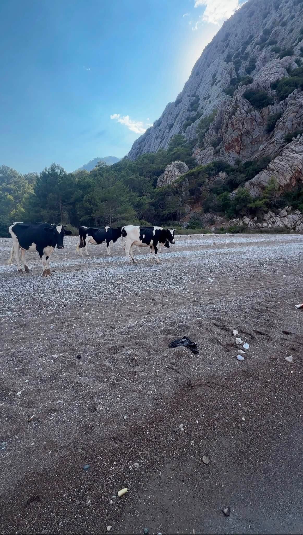Antalyada Inekli Koy Saskinligi (4)