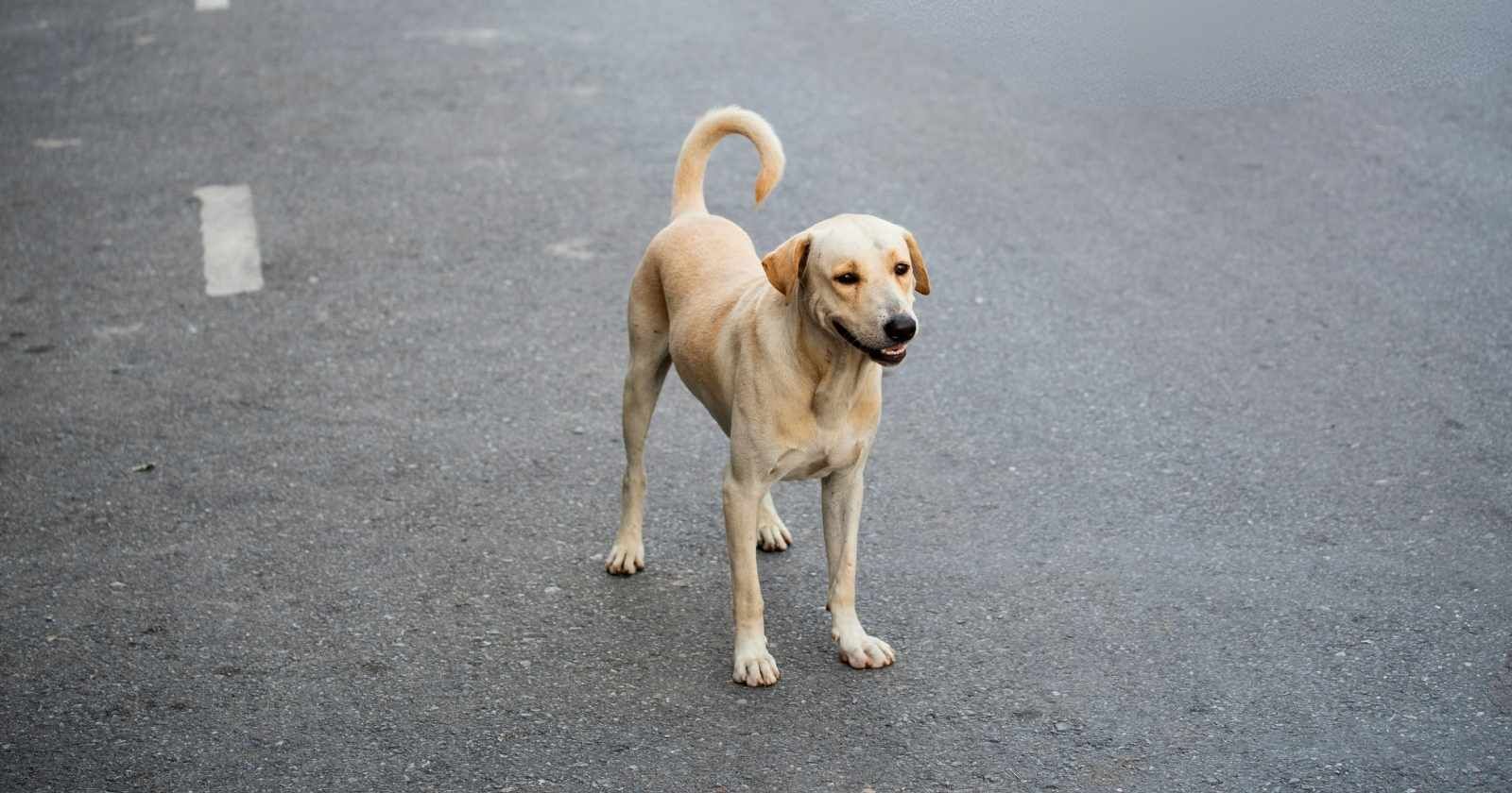 Antalyada Sahipsiz Hayvanlarin En Cok Goruldugu Bolgeler Belli Oldu (5)