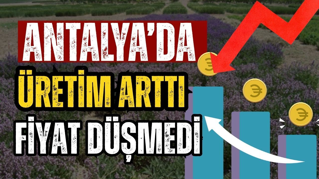 Antalya’da üretim arttı fiyat düşmedi