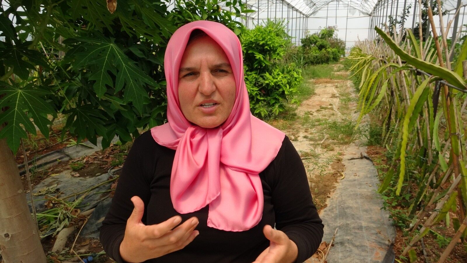 Antalya’daki Evinin Çatısını Tropikal Meyve Müzesine Dönüştü (1)