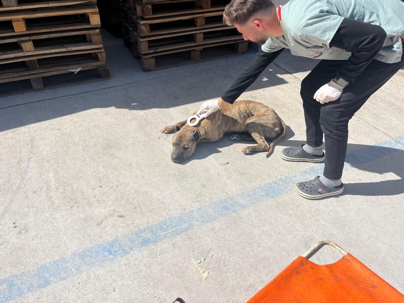 Döşemealtı Belediyesi Sokak Hayvanları Için Düğmeye Bastı (5)