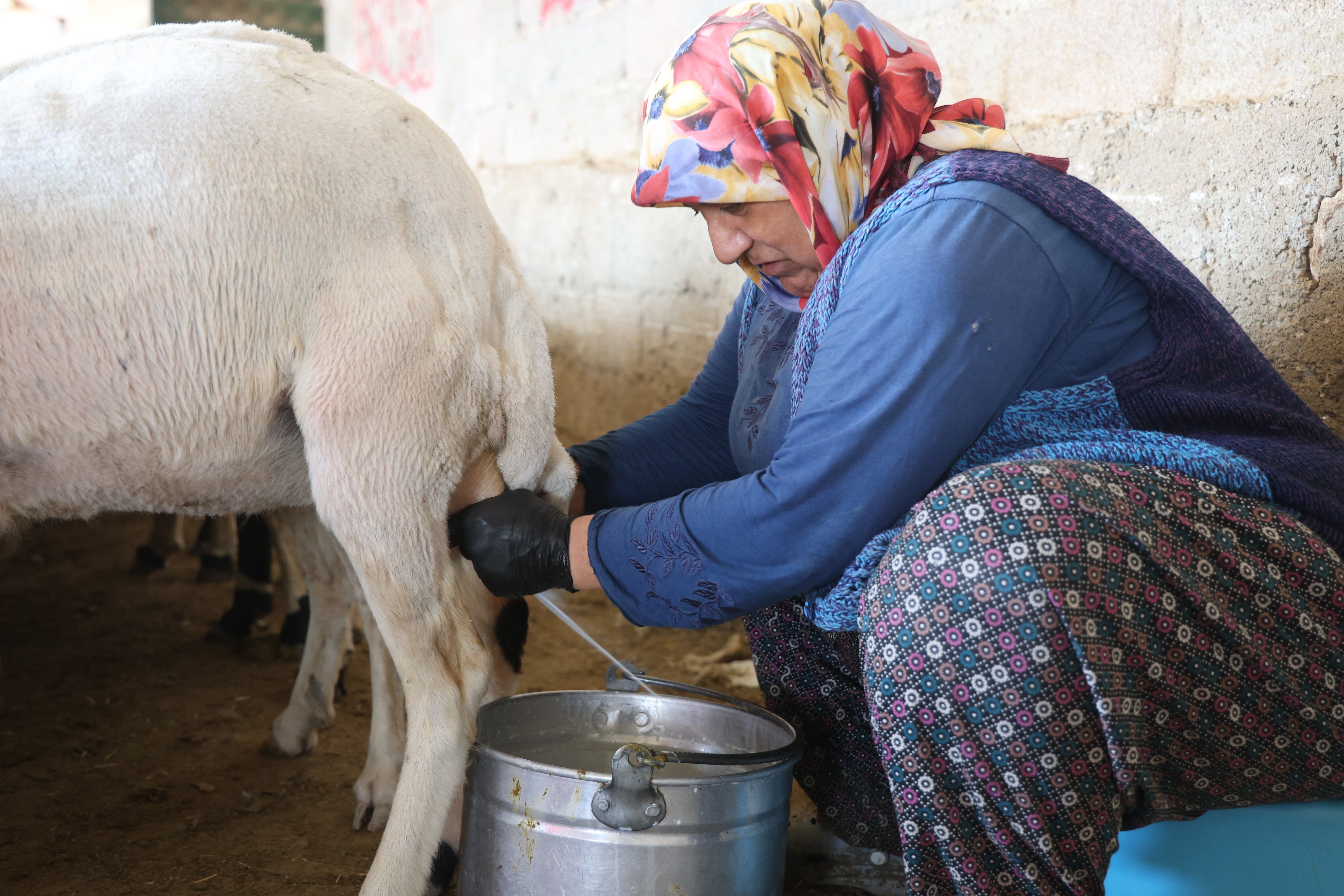 Elle sağılan süt, kadınların emeğiyle geçim kaynağına dönüşüyor