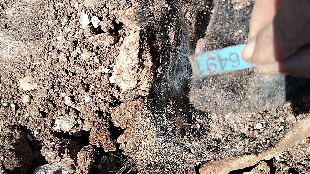 Antalya Büyükşehir’in Kirişçiler Hayvan Bakımevi ’Ne Suç Duyurusu (1)