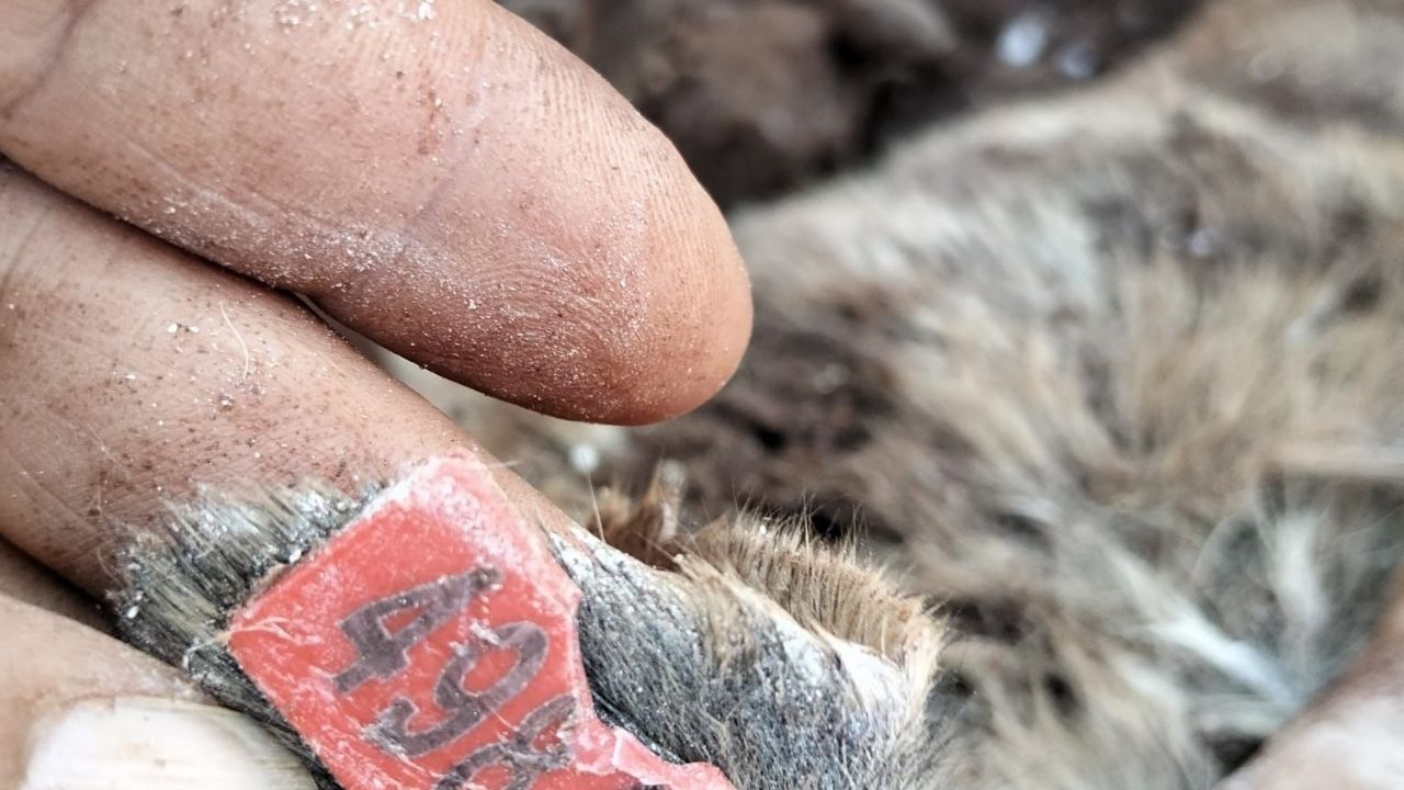Antalya Büyükşehir’in Kirişçiler Hayvan Bakımevi ’Ne Suç Duyurusu (4)