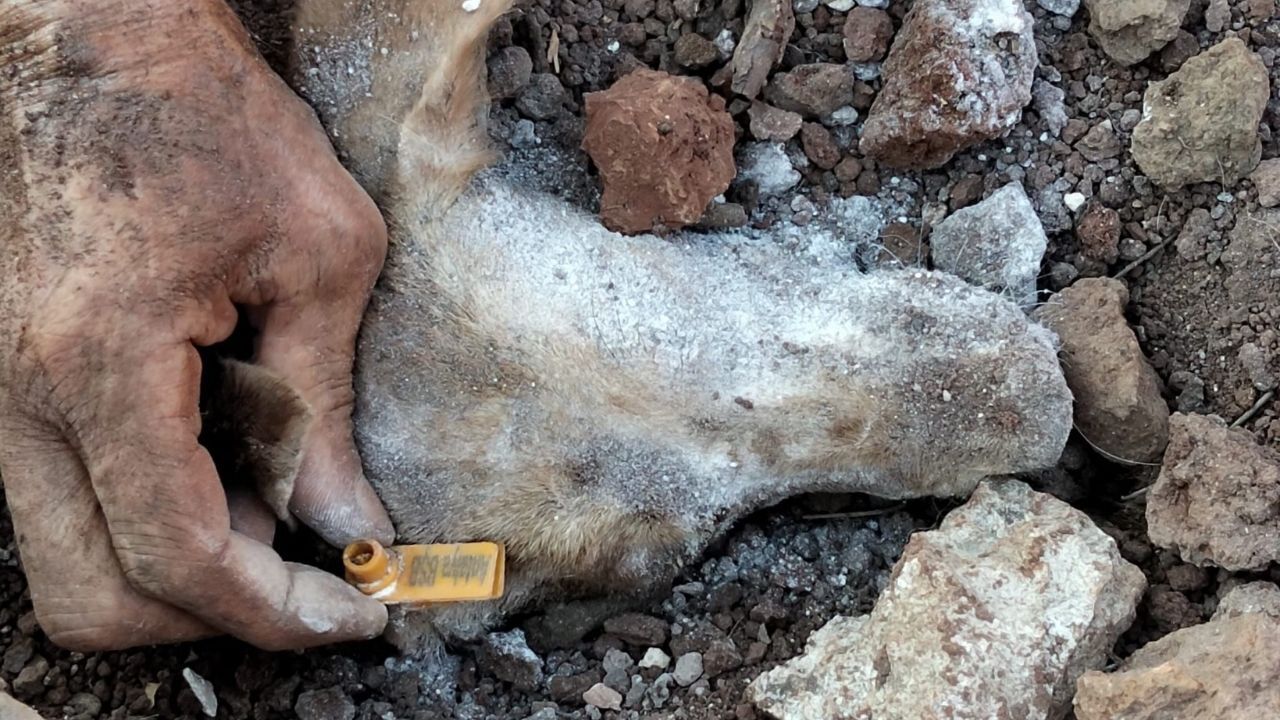 Antalya Büyükşehir’in Kirişçiler Hayvan Bakımevi ’Ne Suç Duyurusu (5)