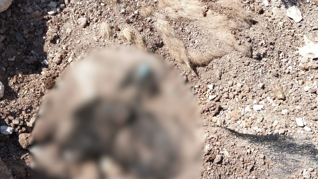 Antalya Büyükşehir’in Kirişçiler Hayvan Bakımevi ’Ne Suç Duyurusu (6)
