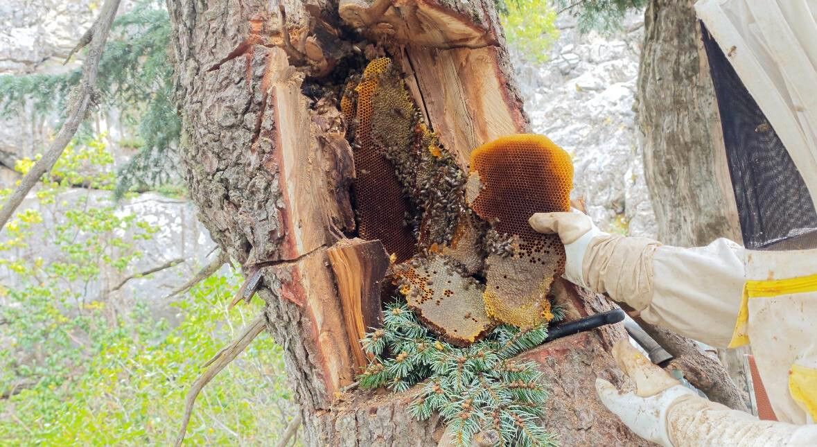 Antalya’da Bal Dedektifleri Hazine Peşinde (5)