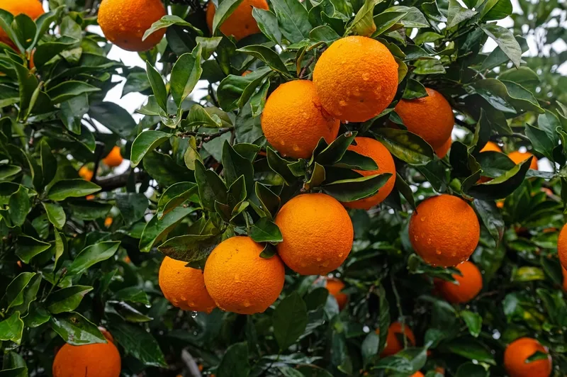 Antalya’da Batışın Tablosu! 88 Bin Tl Kazanıyor, Elinde Sadece 8 Bin Tl Kalıyor (1)-1