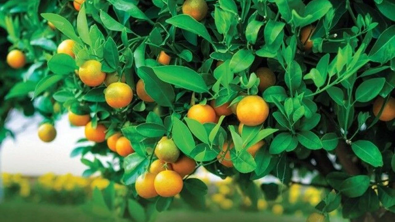 Antalya’da Batışın Tablosu! 88 Bin Tl Kazanıyor, Elinde Sadece 8 Bin Tl Kalıyor (2)