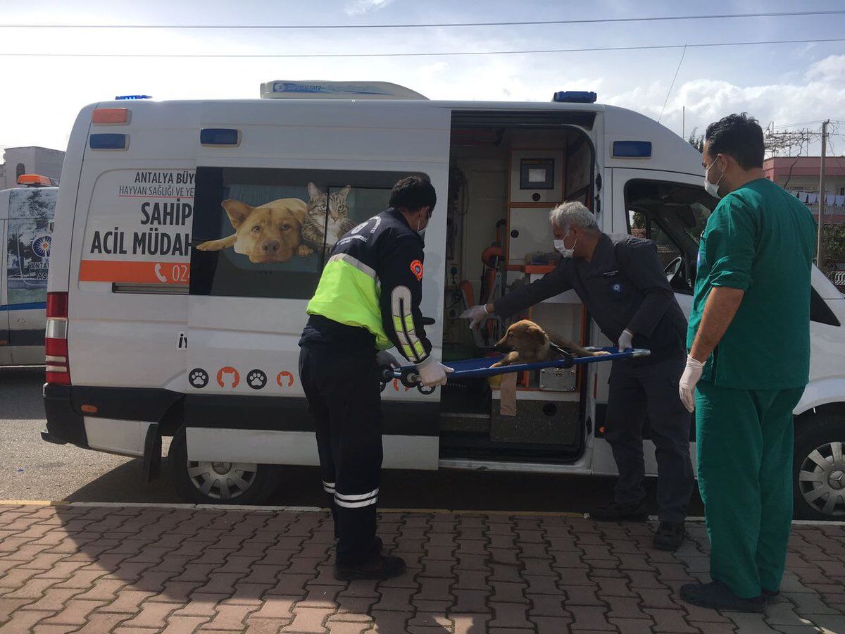 Antalyada Hayvan Ambulansi Nasil Cagirilir (5)