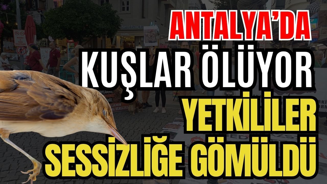 Antalya’da kuşlar ölüyor yetkililer sessizliğe gömüldü