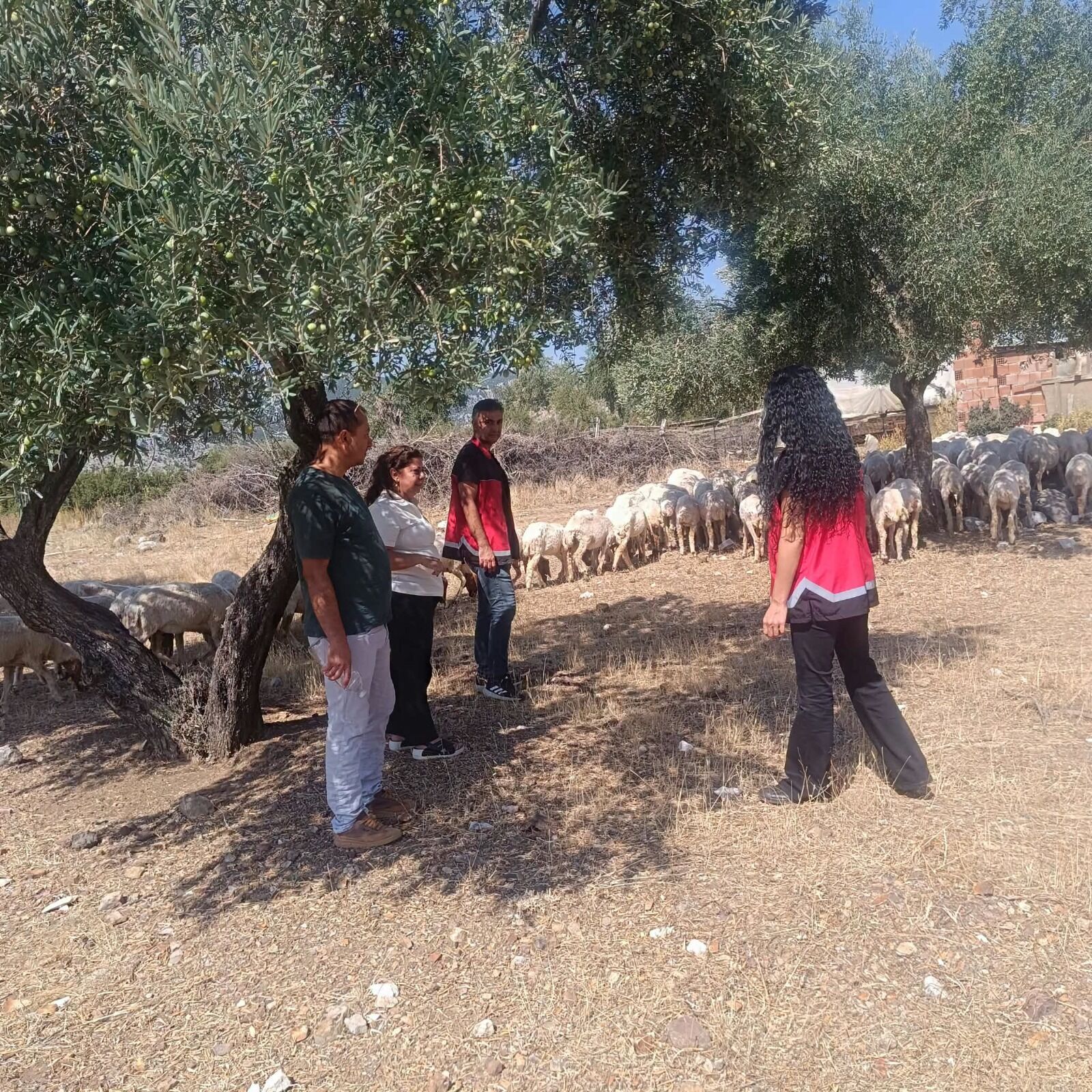 Antalya’da Şap Hastalığı Görülen Mahallede Karantina Sona Erdi (1)-1