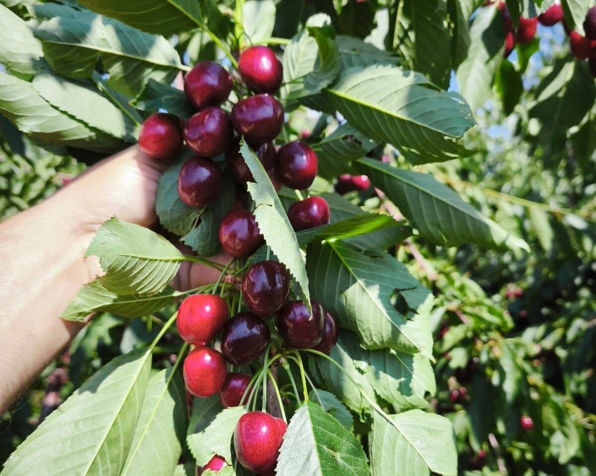 Antalyalı Uzmandan Kritik Uyarı! Türkiye, Dünya Liderliğini Kaybetme Riski Yaşıyor (4)