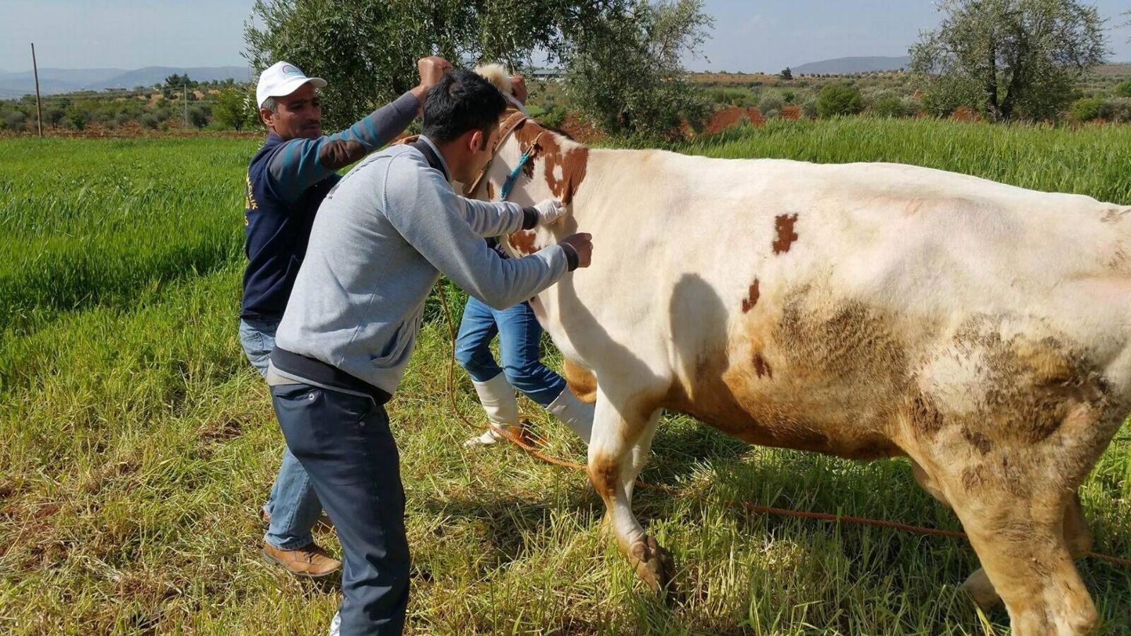 Burdur’daki Şap, Antalya’yı Hareketlendirdi! Sınırdaki 35 Bin Hayvan Aşılanıyor (1)-1