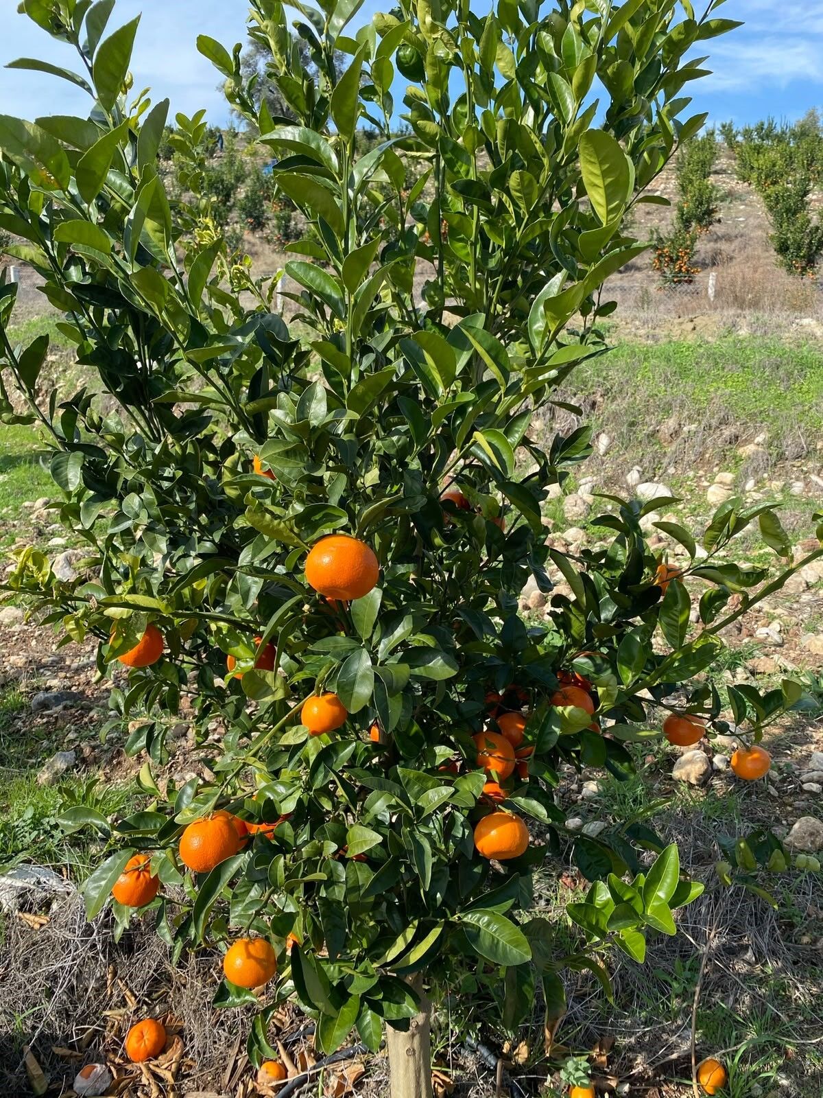 Narenciye Kan Kaybediyor (3)