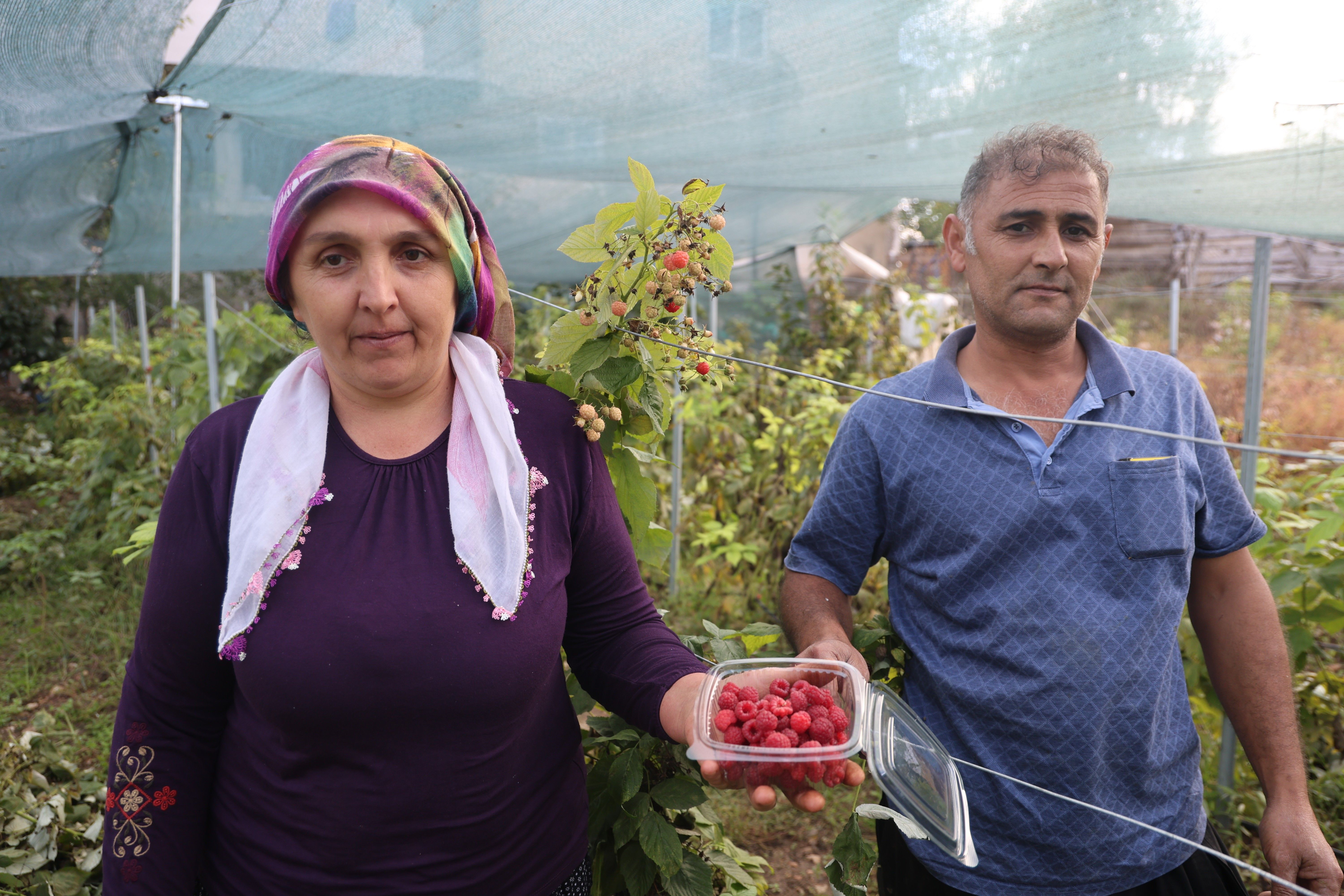 Saimbeyli'de ilk kez yetiştirdi, kilosunu 500 liradan satıyor