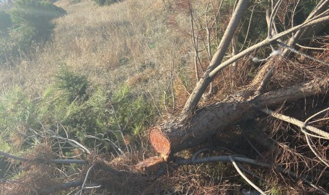 Antalya’da 420 Çam Ağacı Kesildi Yeni Ağaç Sayısı Açıklandı (1)-1