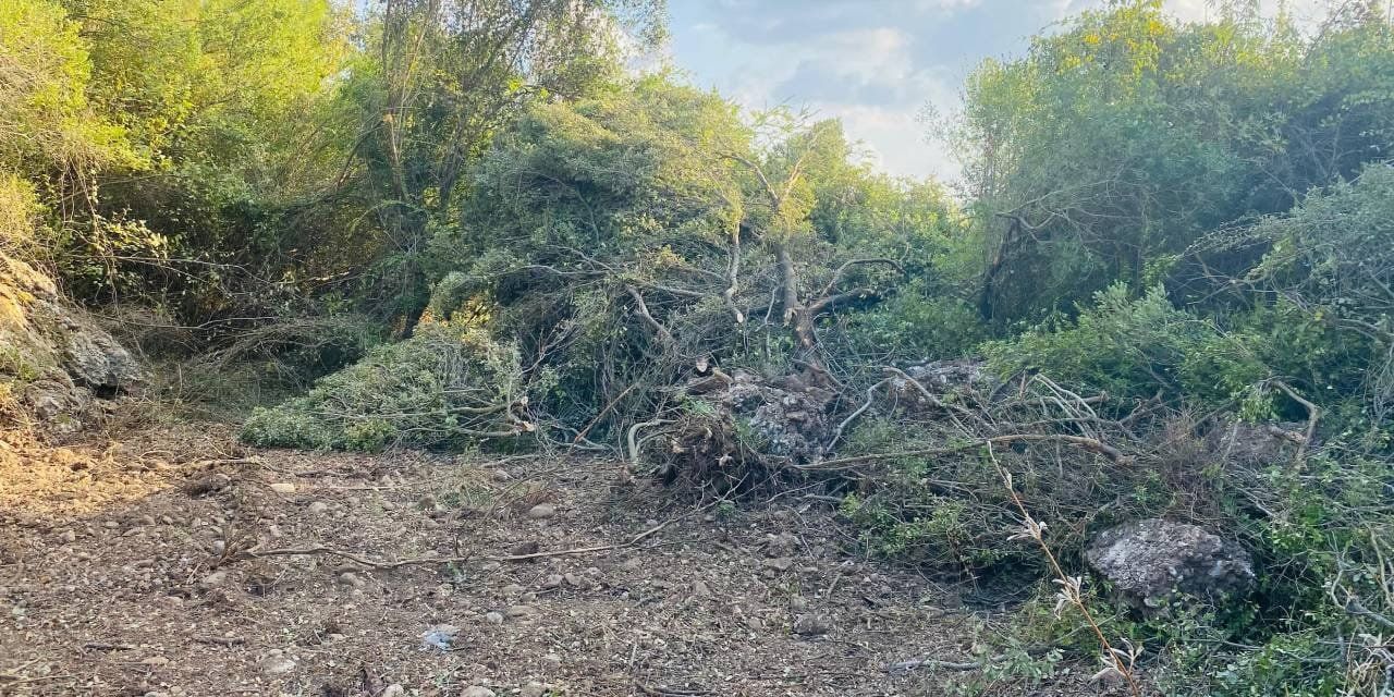 Antalya’da 420 Çam Ağacı Kesildi Yeni Ağaç Sayısı Açıklandı (2)
