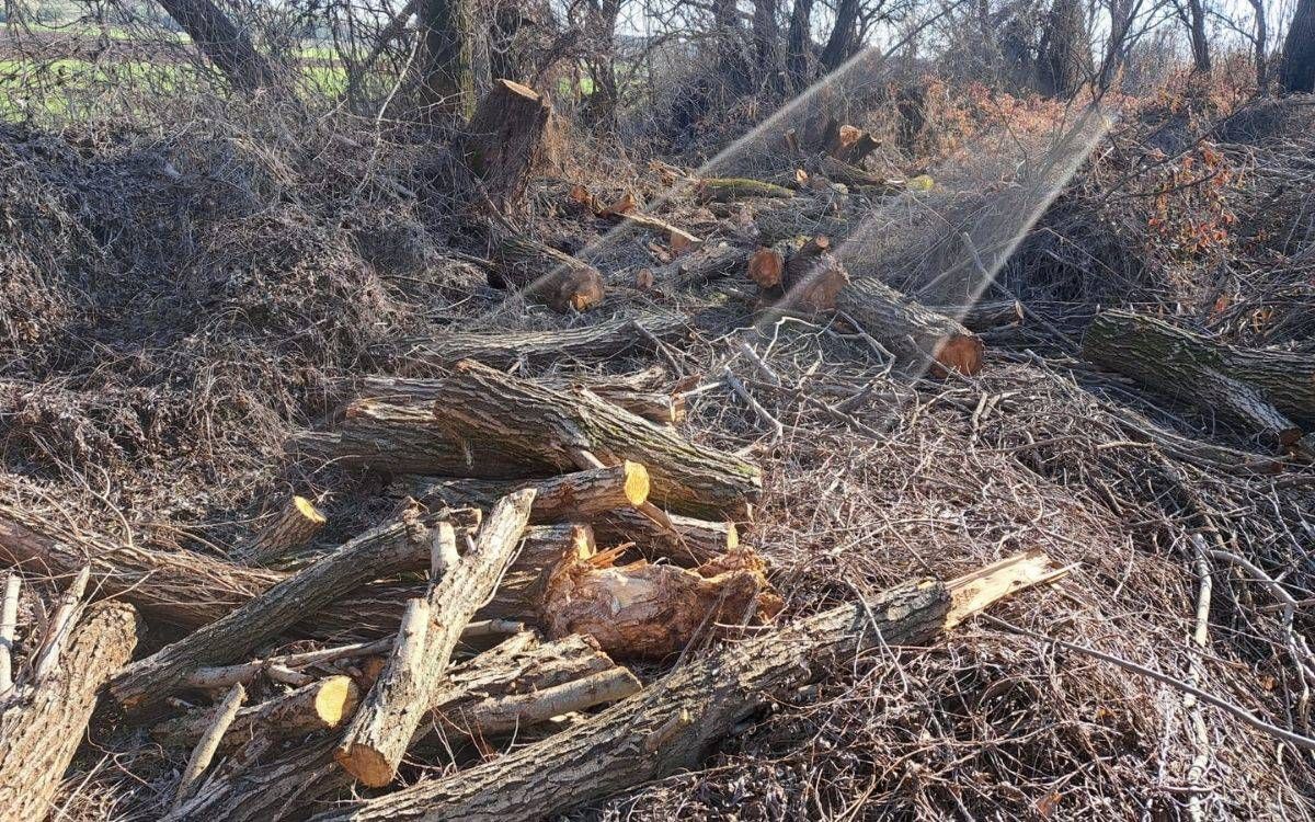 Antalya’da 420 Çam Ağacı Kesildi Yeni Ağaç Sayısı Açıklandı (3)