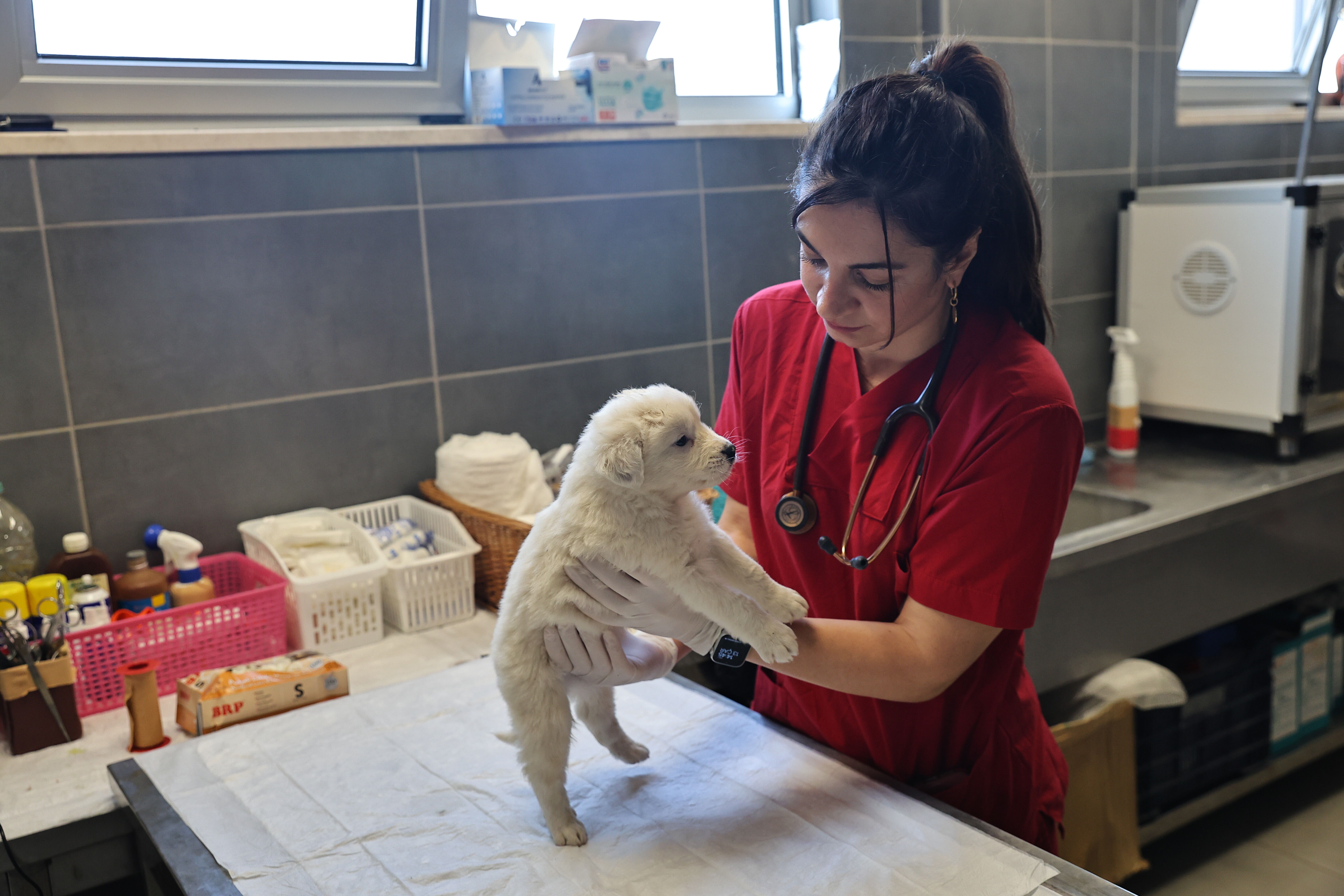 Antalya’da 5 Bin Köpeğe Yuva Olan Merkez (4)