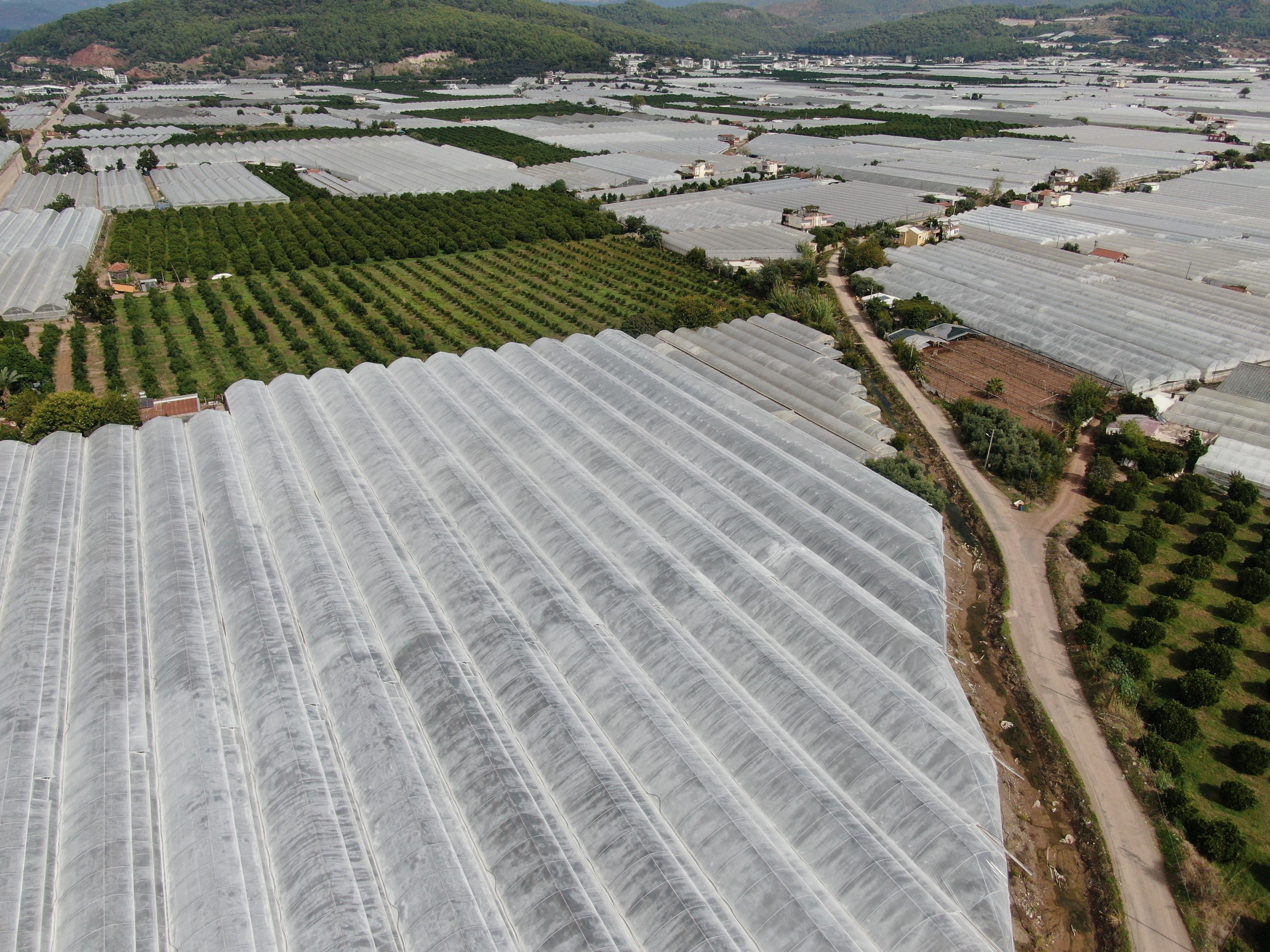 Antalya’da 60 Yaşındaki Seracı 40 Yıldır Biberlerini Bebek Gibi Büyütüyor (4)