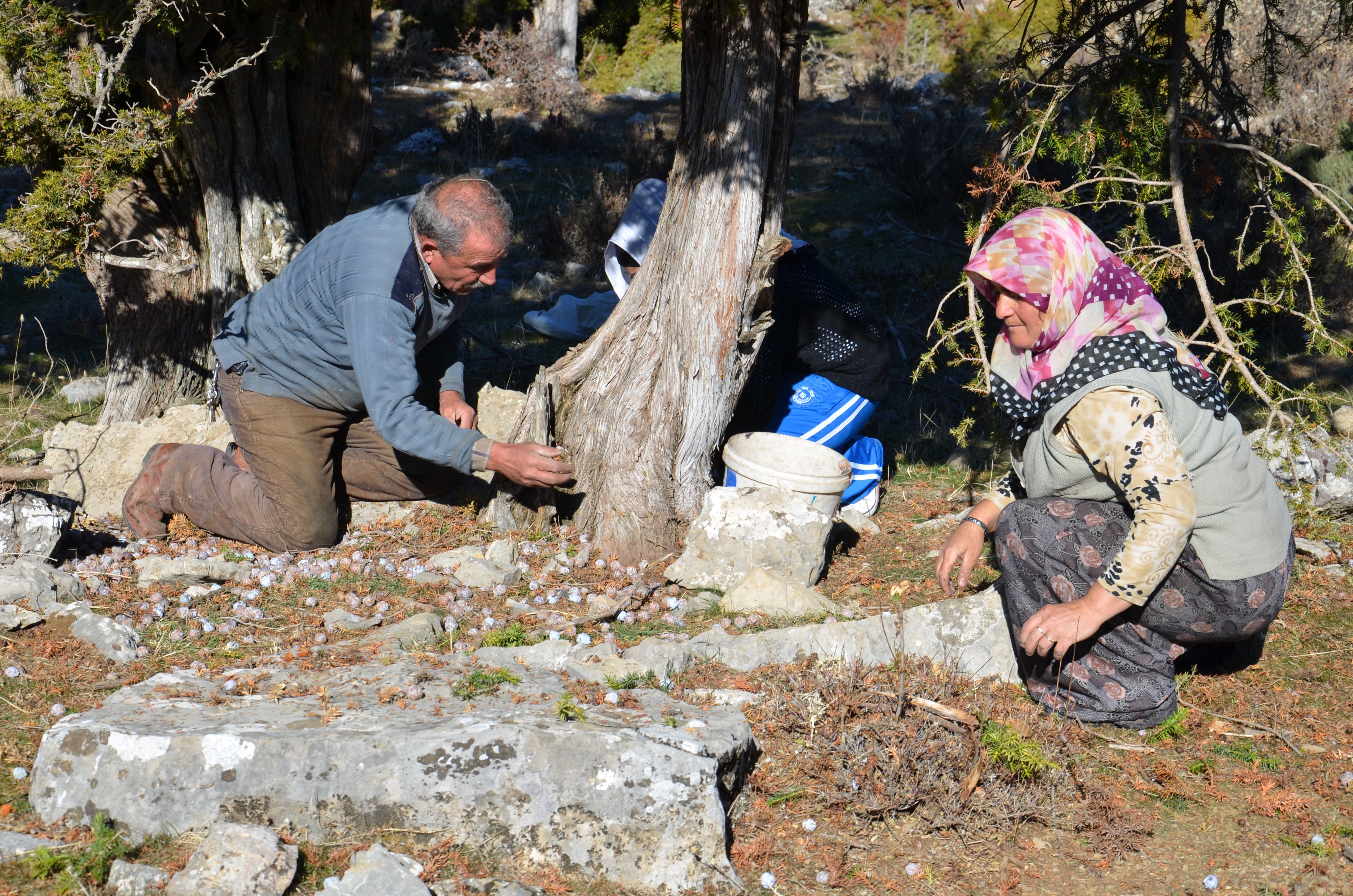Antalya’da Andız Pekmezi Sezonu Açıldı (2)