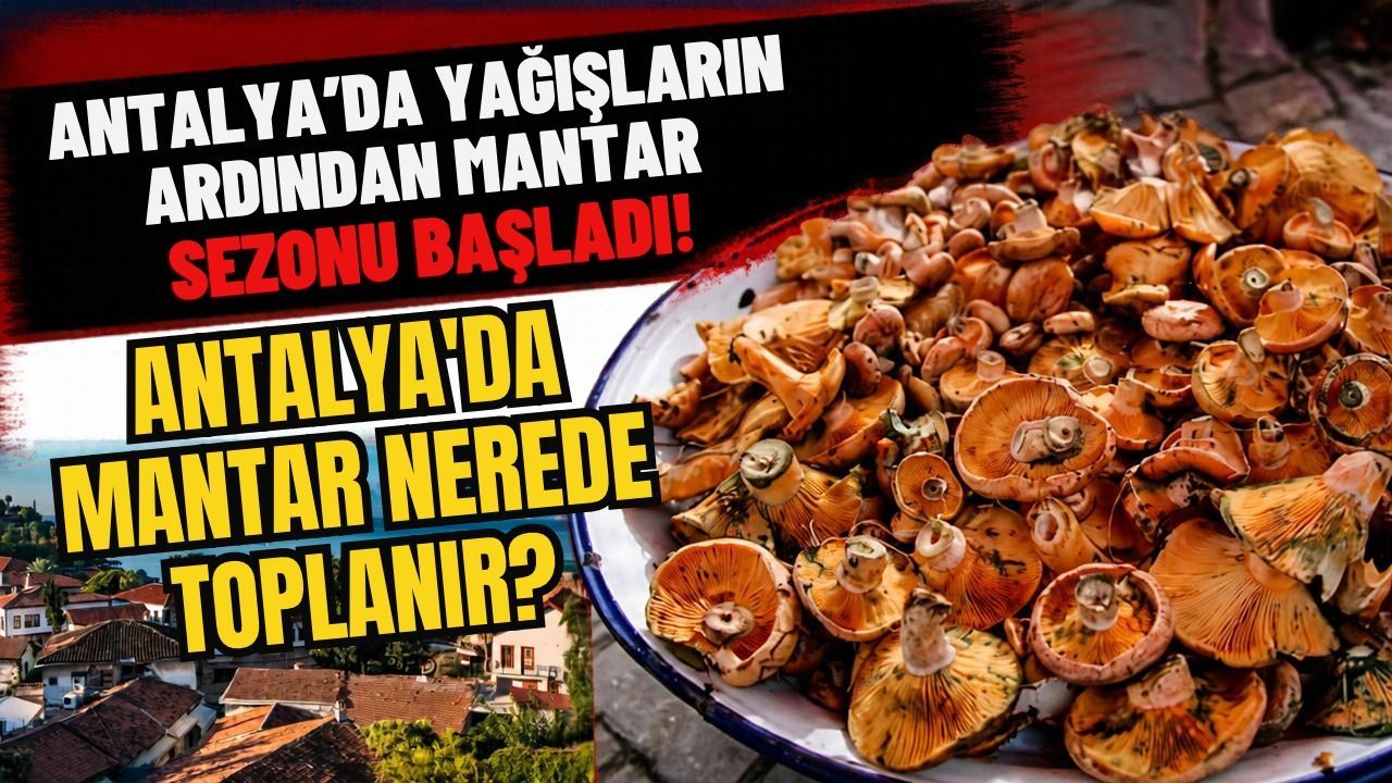 Antalya'da yağışların ardından mantar sezonu başladı! Antalya'da mantar nerede toplanır?