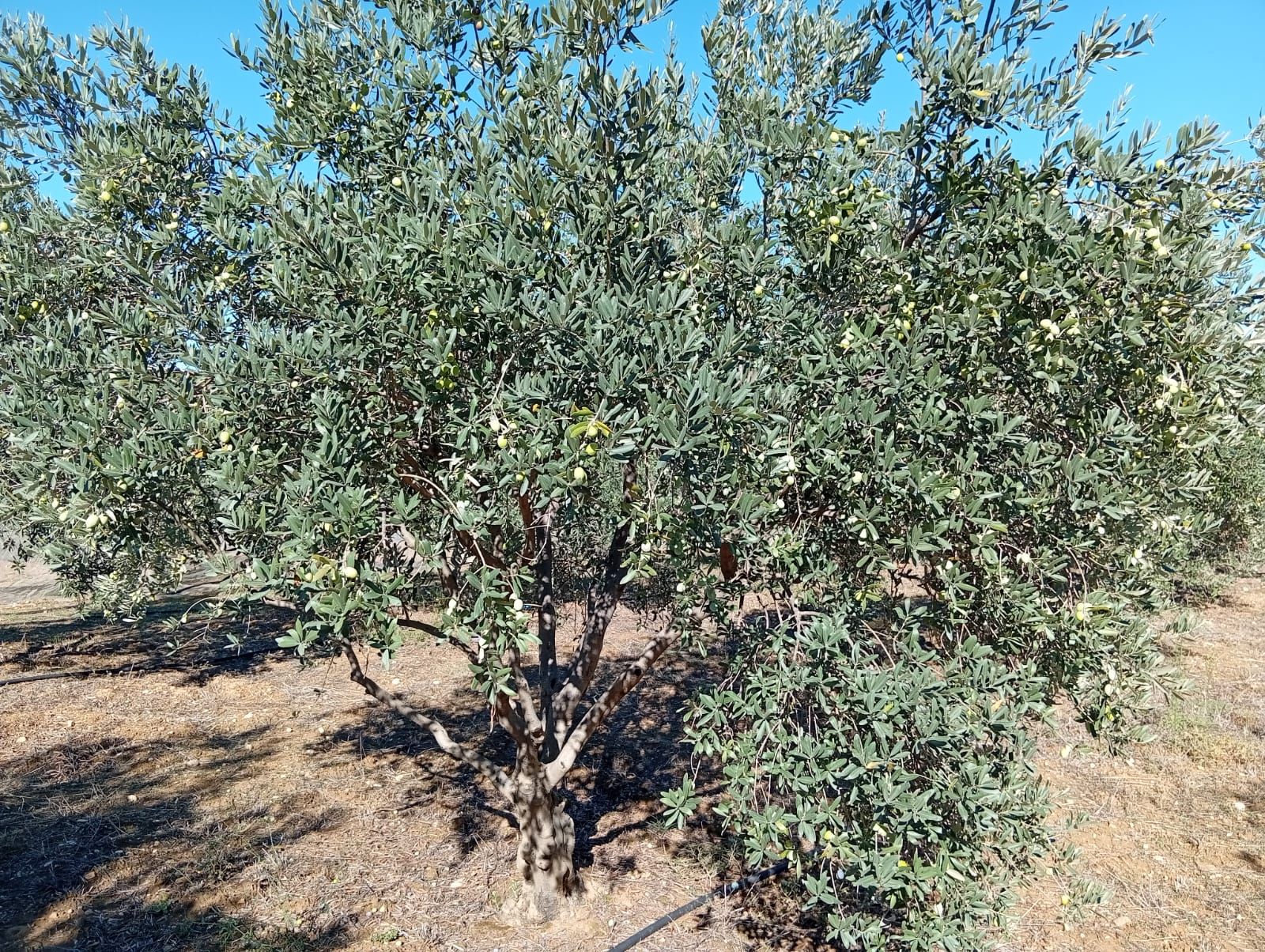 Antalya’da Zeytin Hasadı Başladı! Üreticinin Umudu Fiyatlarda (6)