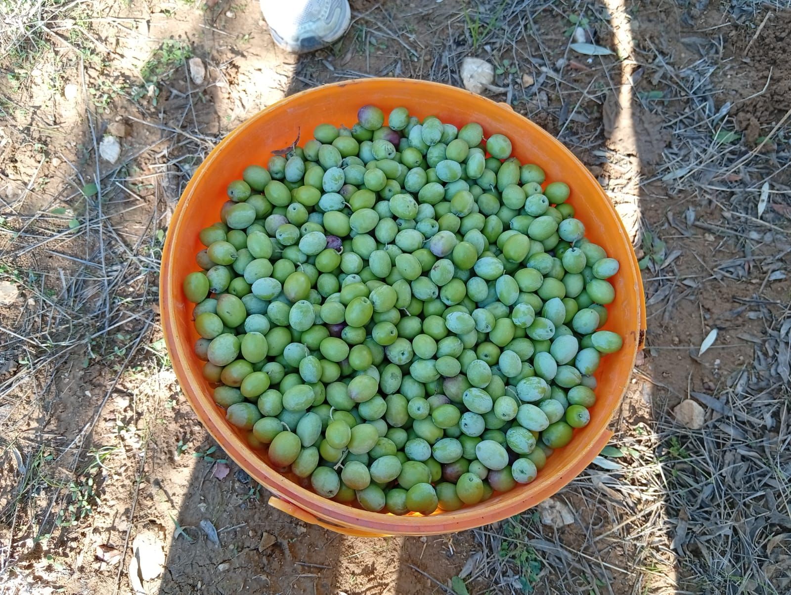 Antalya’da Zeytin Hasadı Başladı! Üreticinin Umudu Fiyatlarda (7)