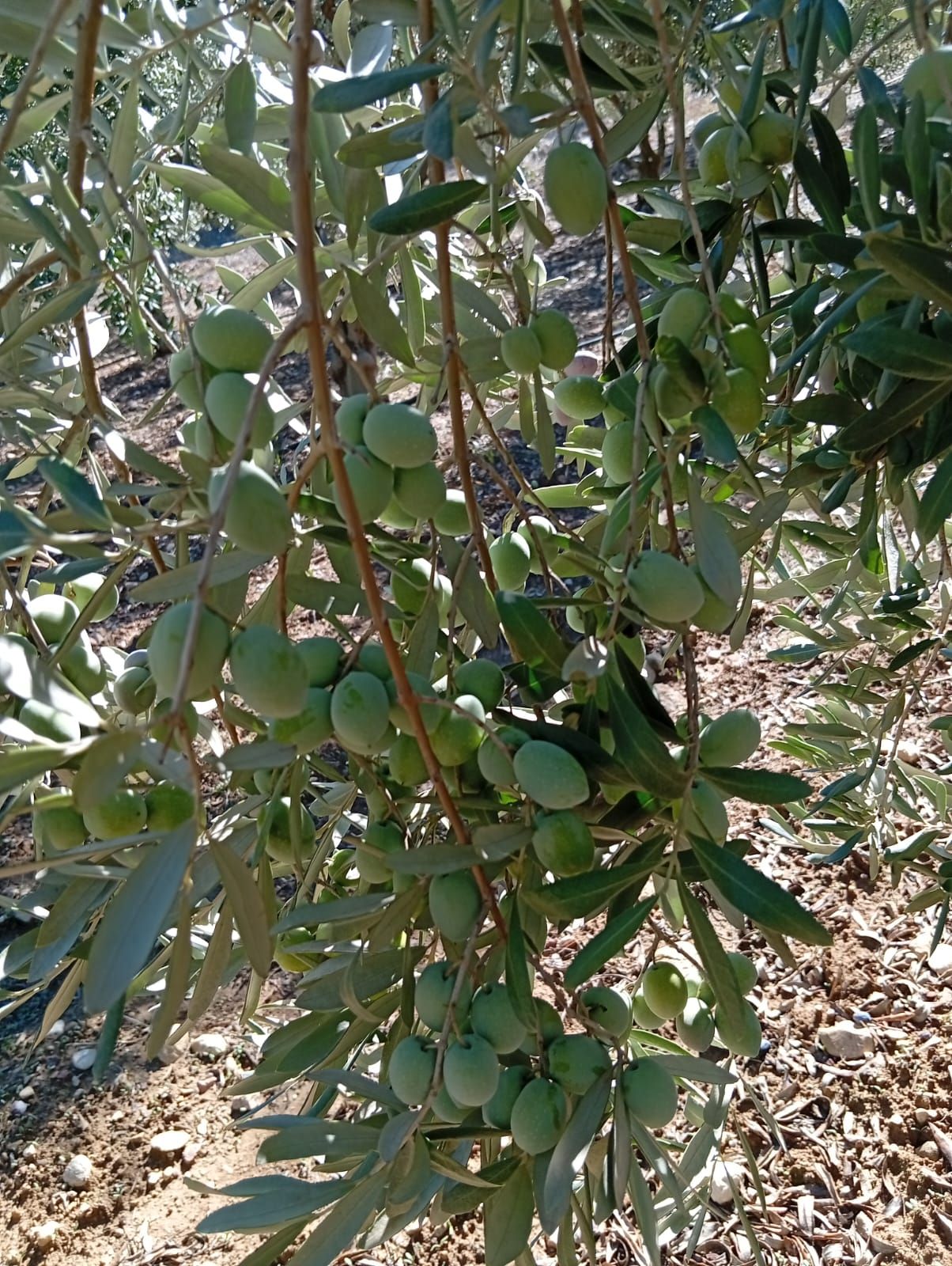 Antalya’da Zeytin Hasadı Başladı! Üreticinin Umudu Fiyatlarda (8)