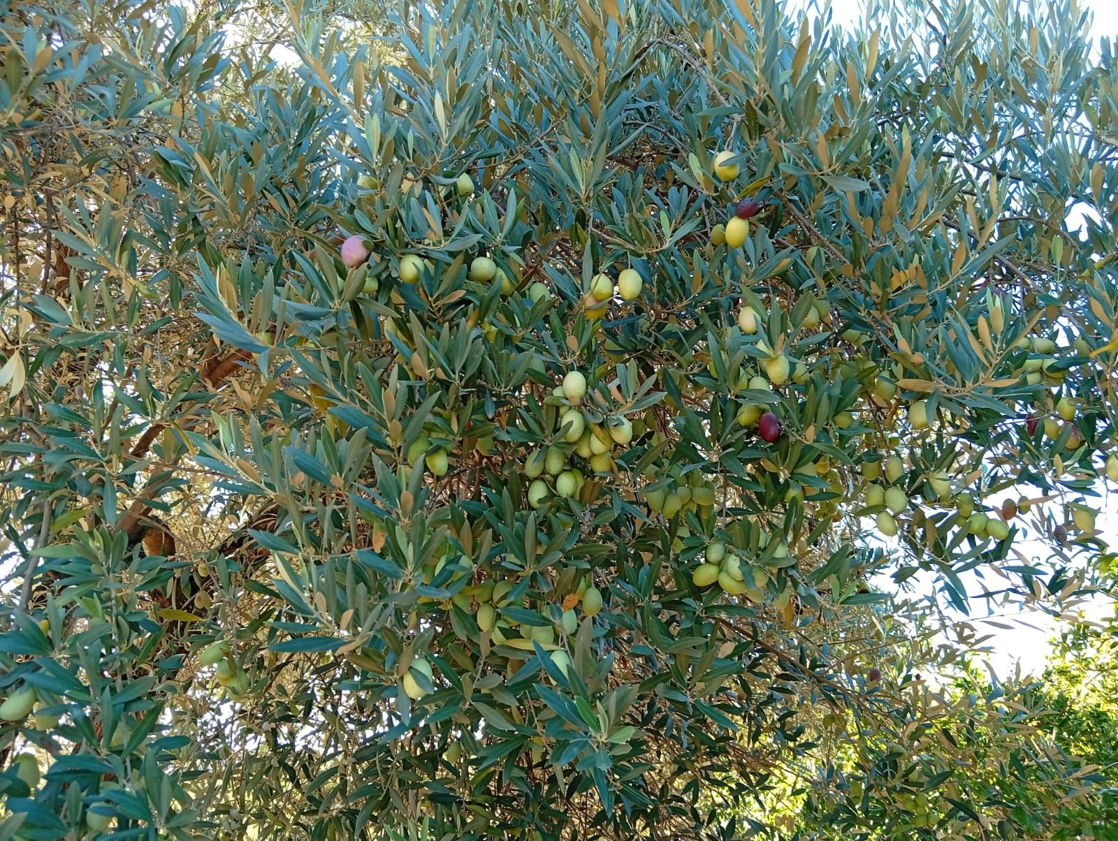 Antalya’da Zeytin Hasadı Başladı! Üreticinin Umudu Fiyatlarda (9)