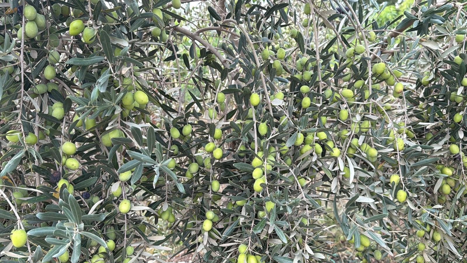 Antalya’nın Coğrafi Işaretli Zeytini Dünya Sahnesine Çıkacak (1)