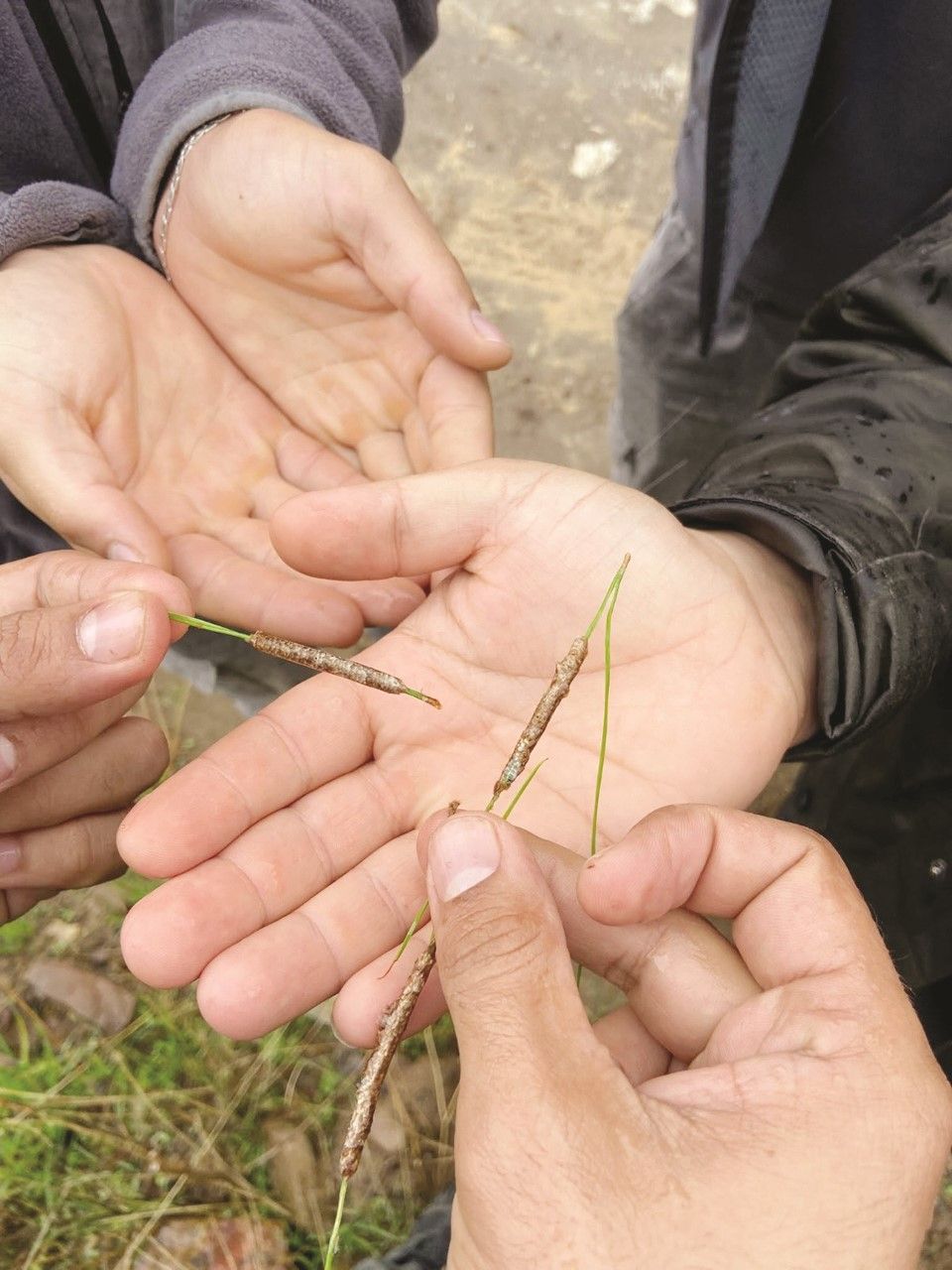 Antalya’nın Ormanlarına Böcek Operasyonu (5)