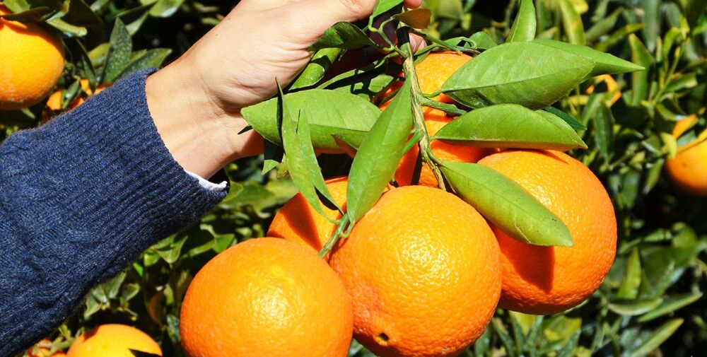 Türkiye’de En Çok Antalya’da Üretiliyor! Şifa Deposu O Üründe Hasat Zamanı (1)-1