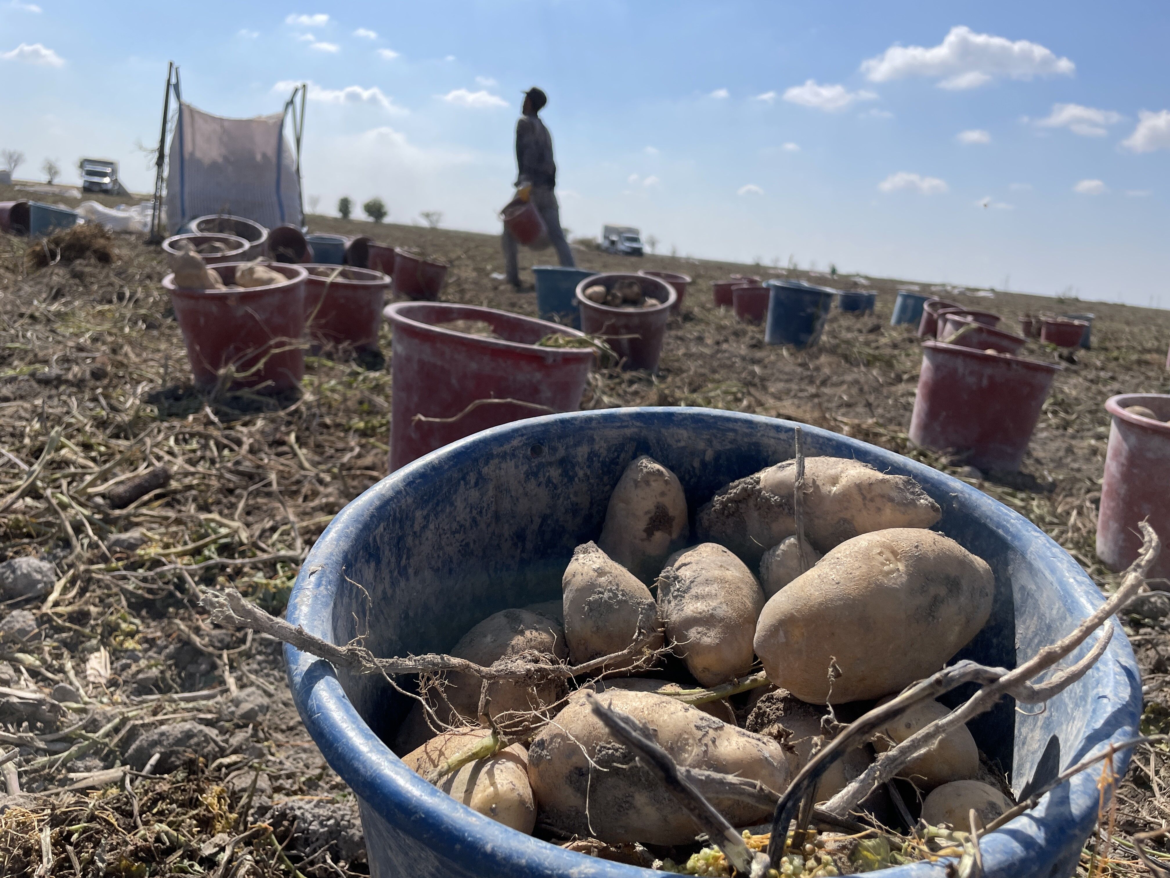 Türkiye’ye Patates Bu Şehirden Gidiyor (2)