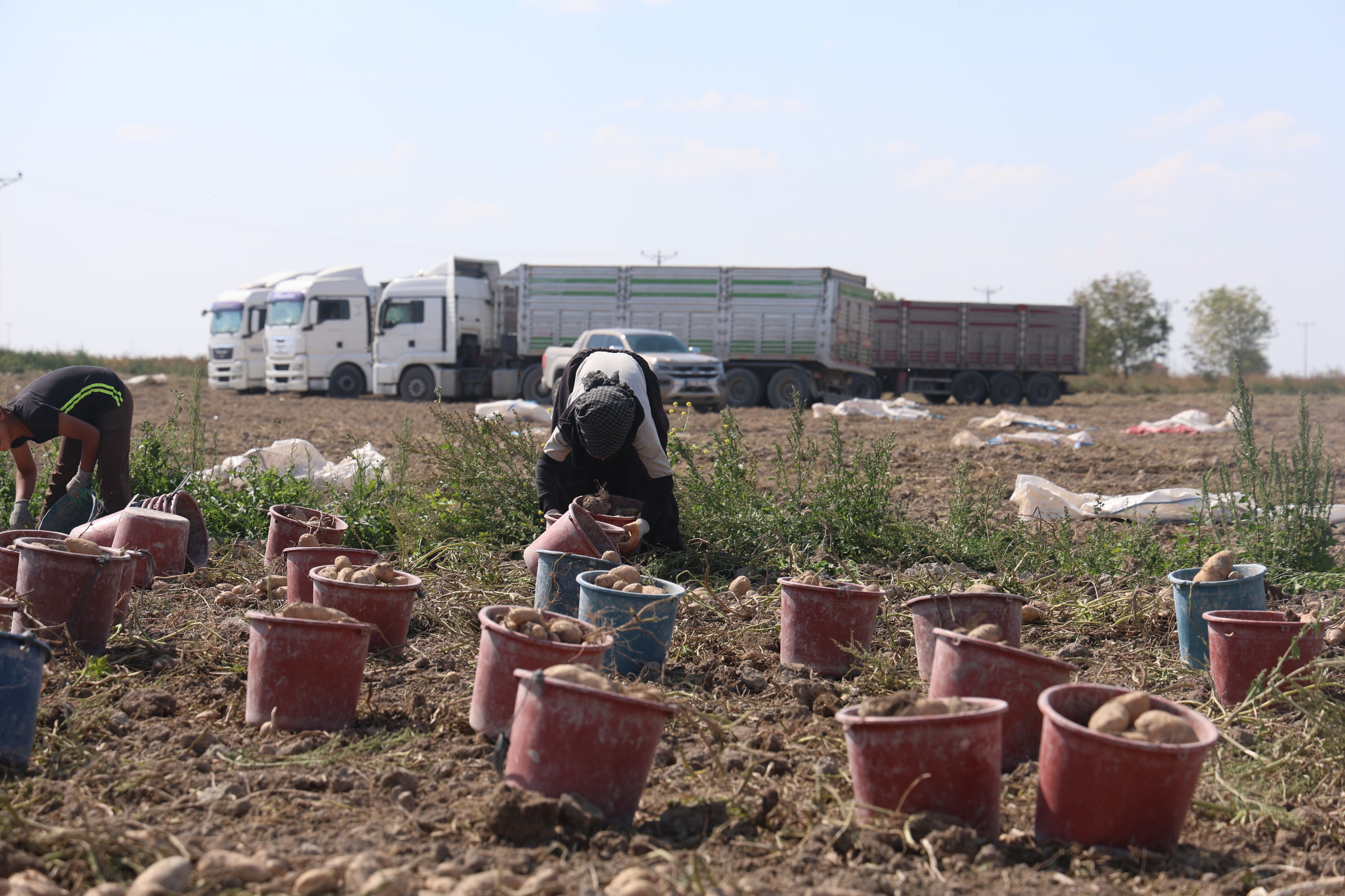 Türkiye’ye Patates Bu Şehirden Gidiyor (6)