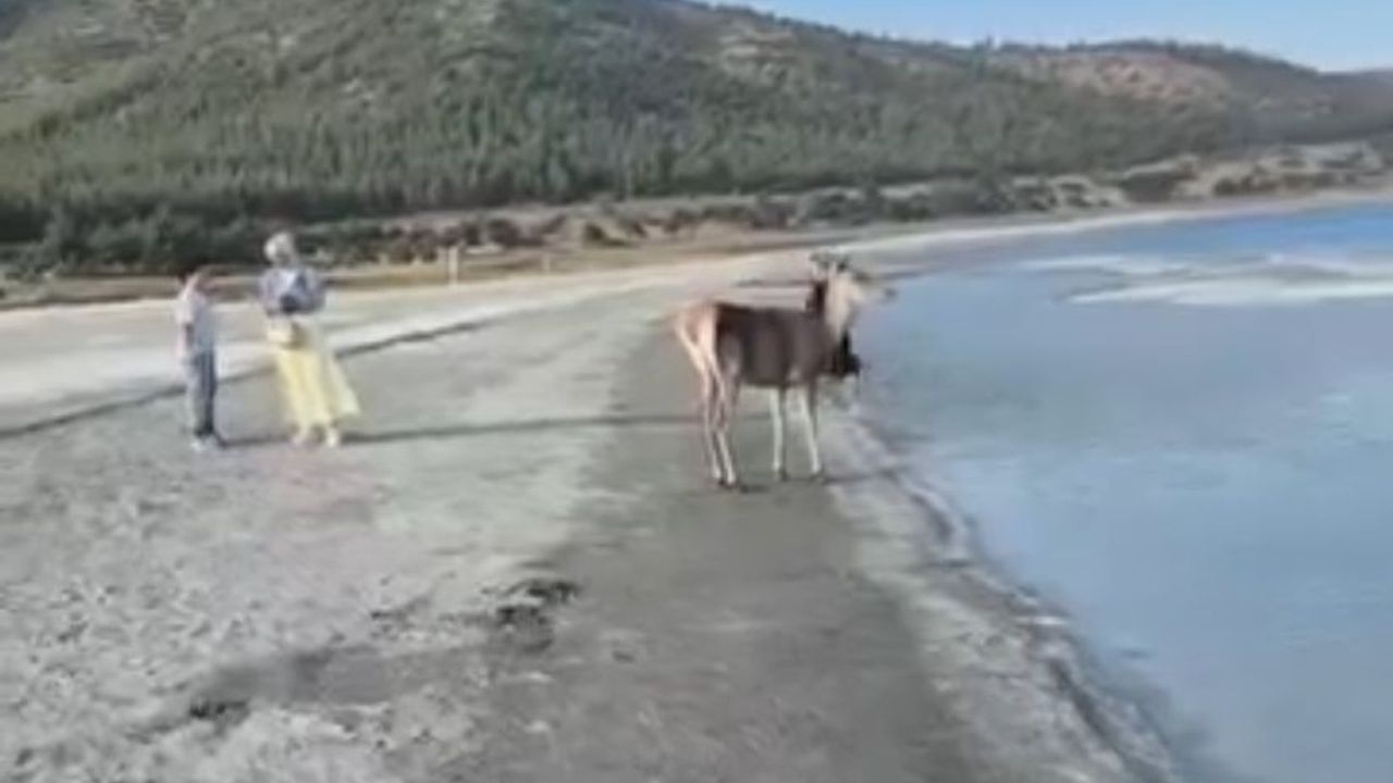 Salda Gölü çevresi kızıl geyik yuvası oldu